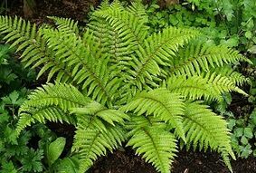 compresas para el tratamiento de las venas varicosas